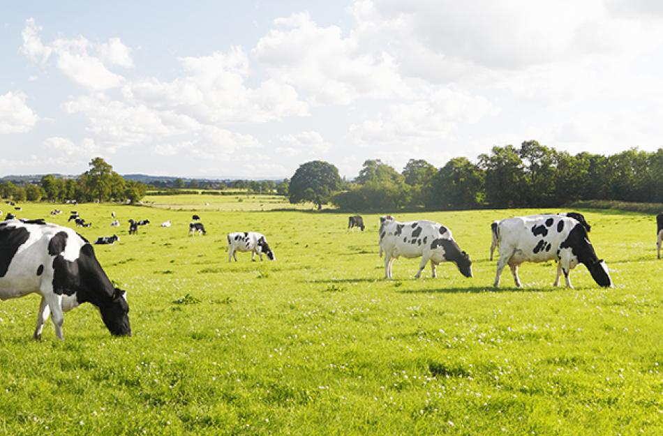 cows