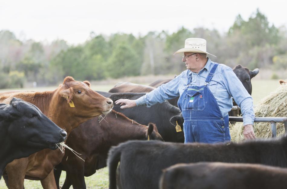 rancher with his cattle