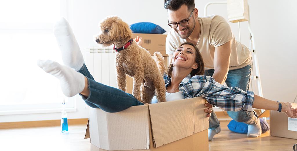 Two people and their dog playing in moving boxes. 